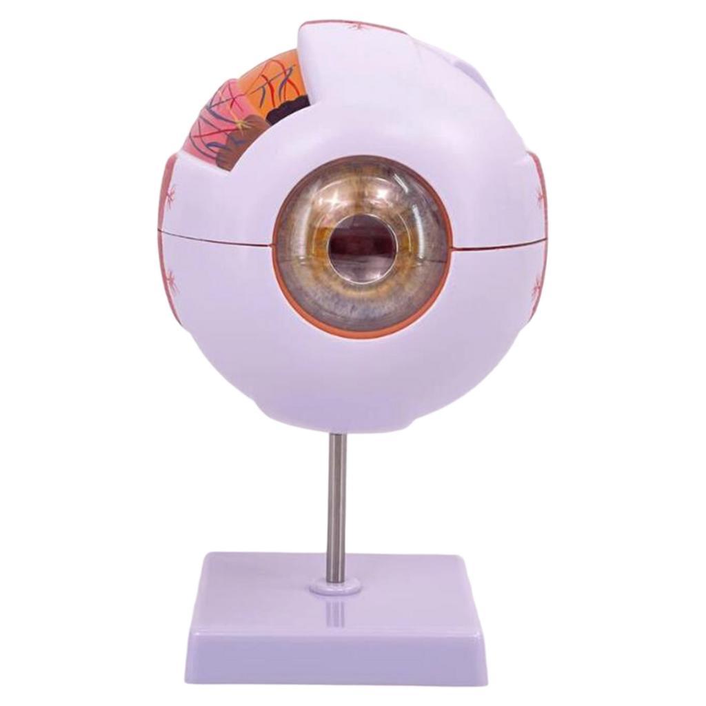 Human Eye Anatomical Model Enl - Medical Lab Research review and price