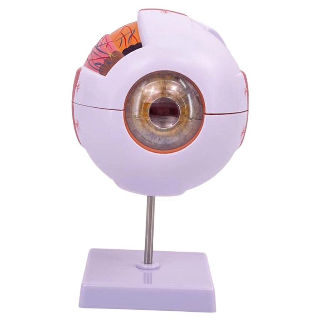 Human Eye Anatomical Model Enl - Medical Lab Research review and price