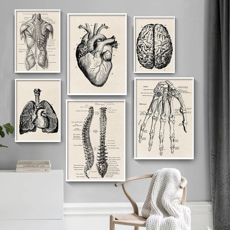 Medical Anatomy Artwork Canvas - Medical Lab Posters review and price