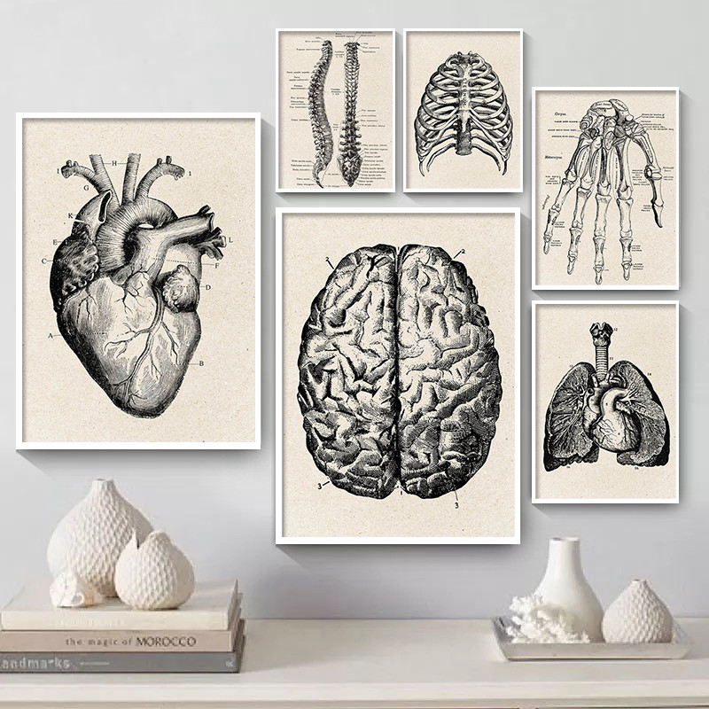 Medical Anatomy Artwork Canvas - Medical Lab Posters review and price