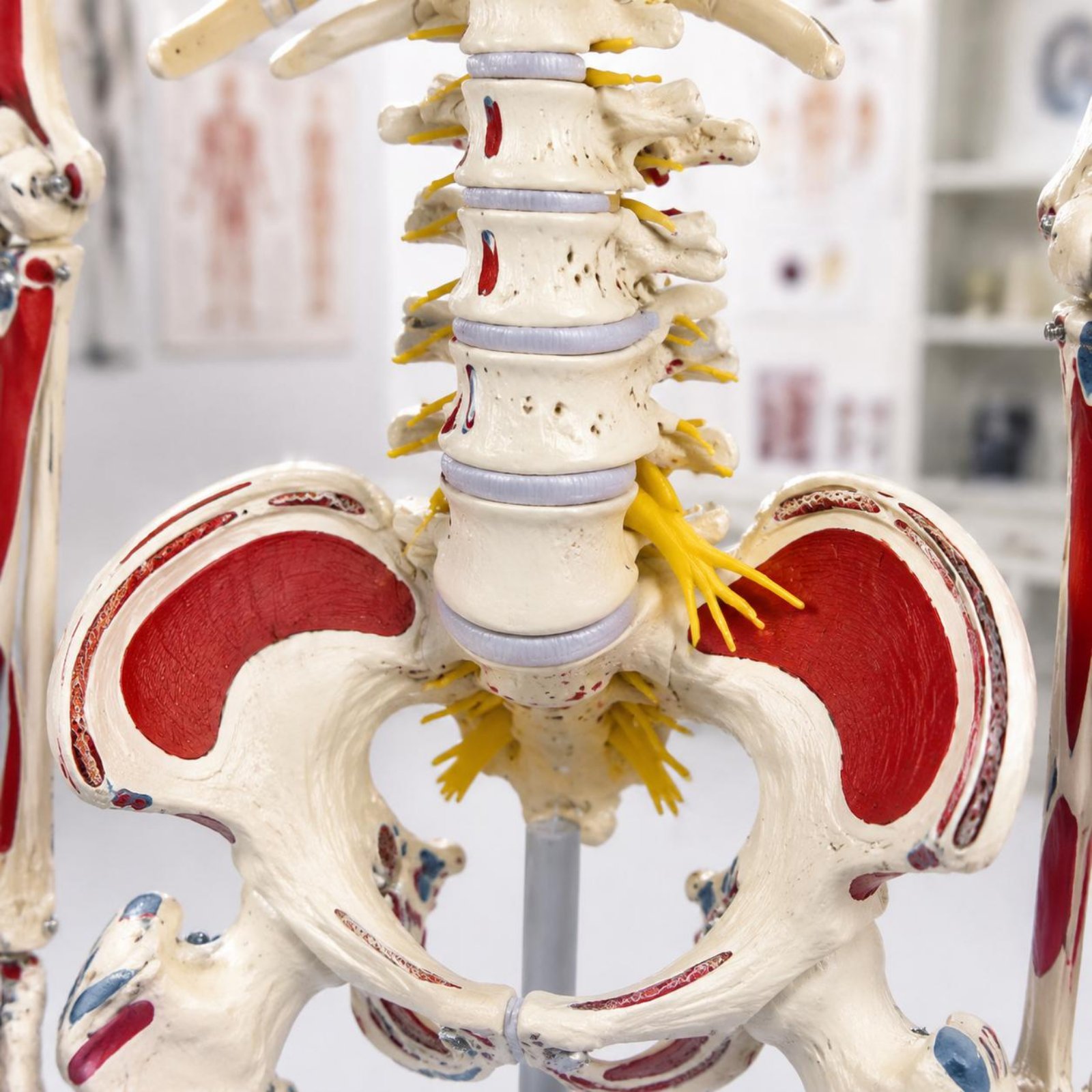 Flexible Spine Skeleton Model  - Medical Lab Research review and price